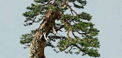 Хвойное дерево от Уолтера Полла в глазурованном горшке: тонкости восприятия